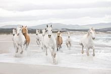 Фотообои лошадь Komar 8-986